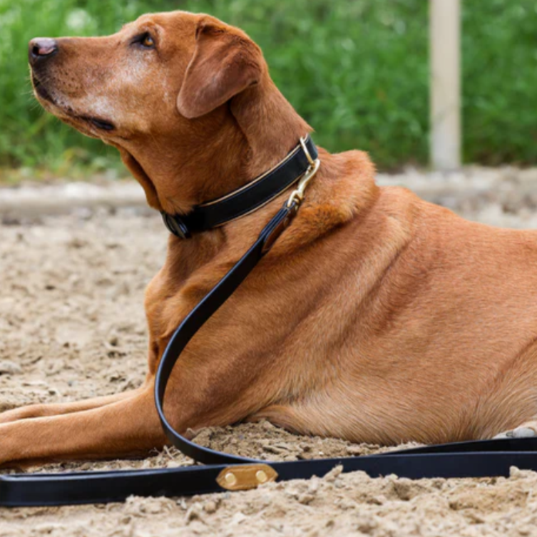 DOG COLLARS